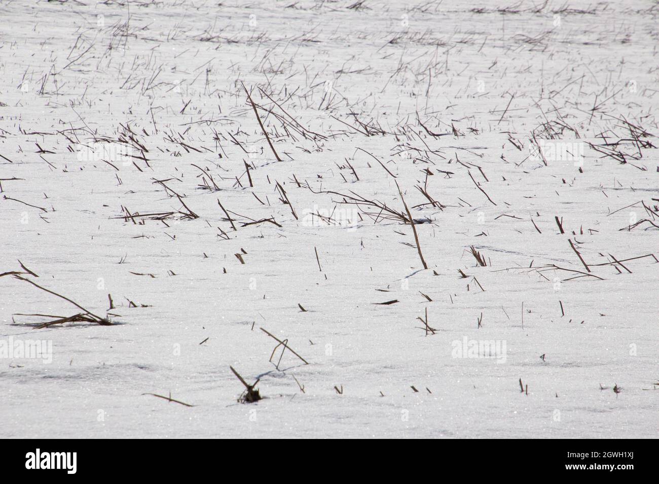 Chaume de grain dans un champ enneigé en hiver Banque D'Images