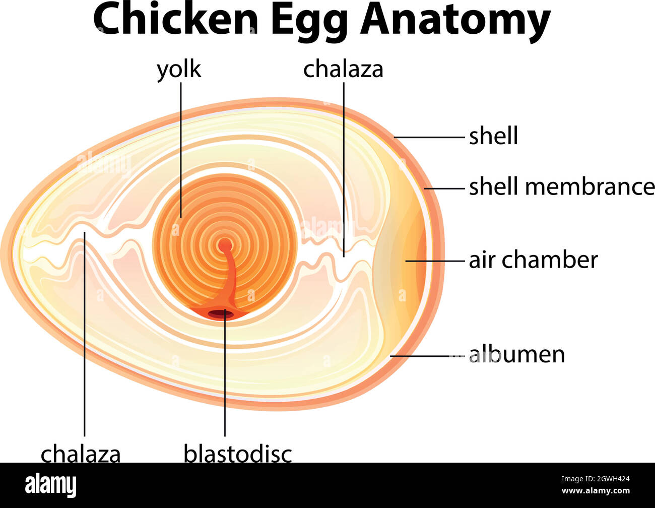 Anatomie des œufs de poulet Illustration de Vecteur