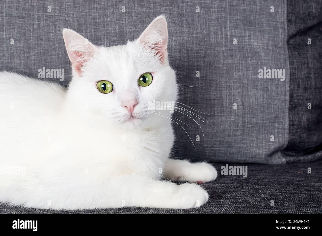 Joli Chat Angora Turc Avec Yeux Verts Et Fourrure Grise Longue Photo Stock Alamy