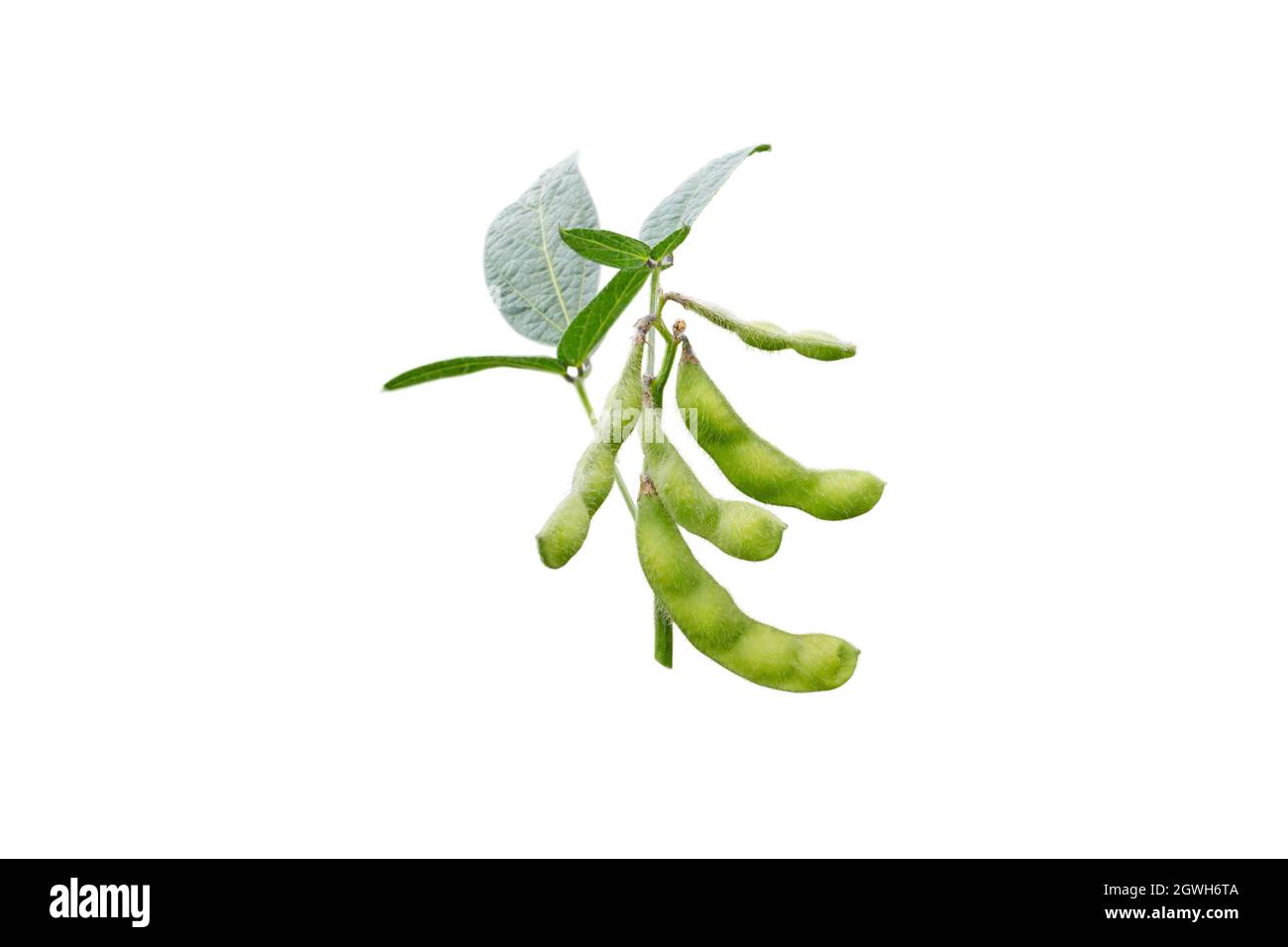 Branche de soja ou de soja isolée sur blanc. Plante glycine max avec haricots et feuilles. Banque D'Images