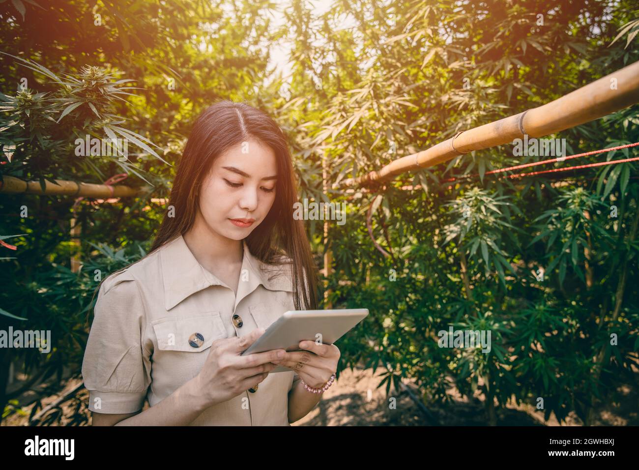 Jeune femme intelligente cultivateur de cannabis utilisant la technologie moderne des tablettes pour contrôler la plantation de marijuana ou de chanvre. Banque D'Images