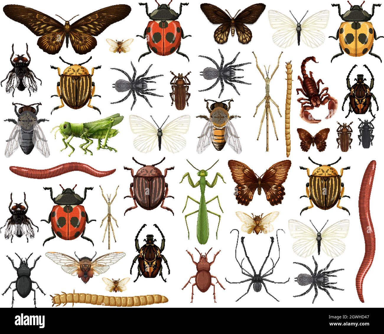 Collection d'insectes différents isolés sur fond blanc Illustration de Vecteur