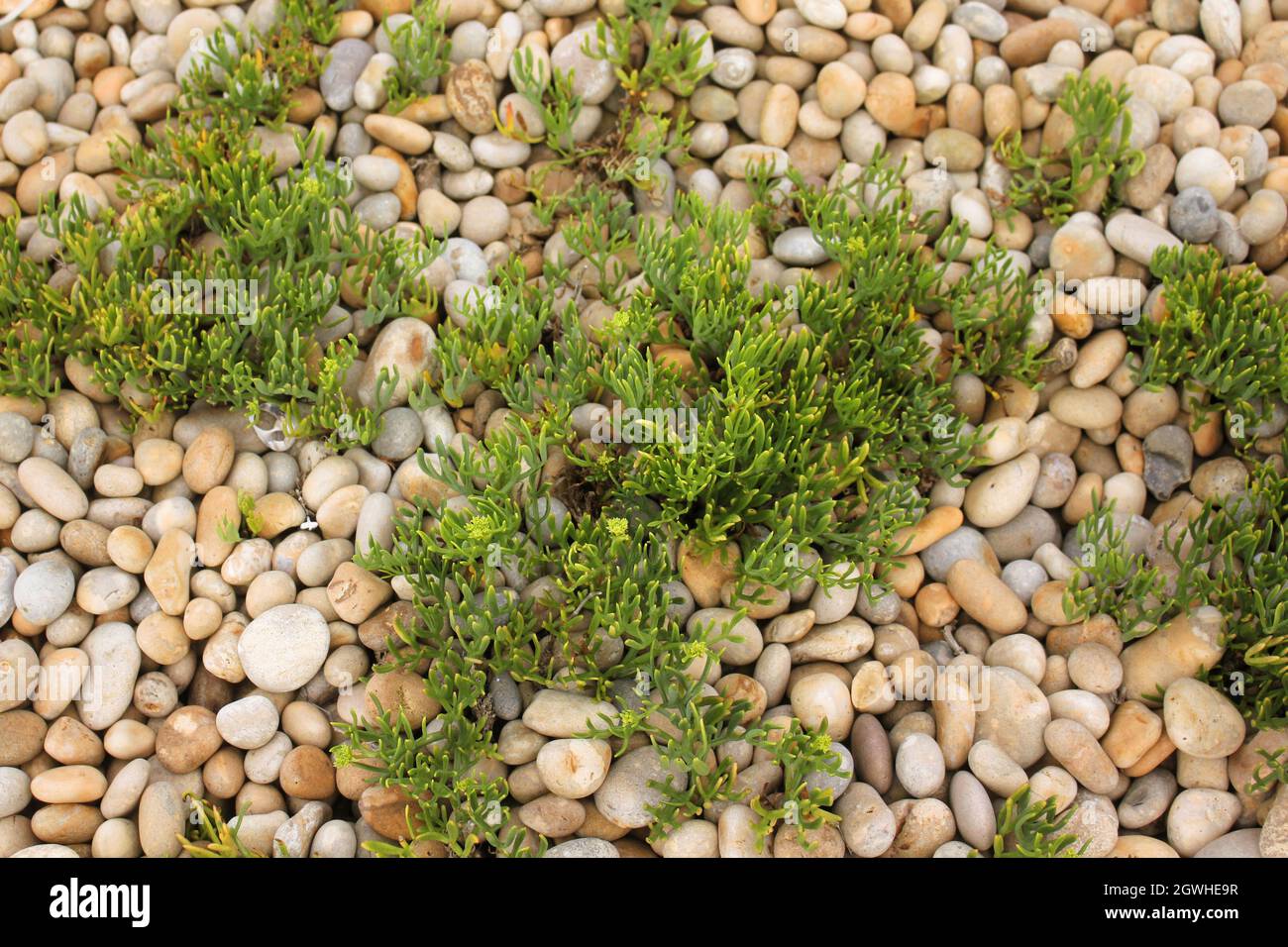 Vue de dessus le sol avec des rochers et de petites plantes Banque D'Images