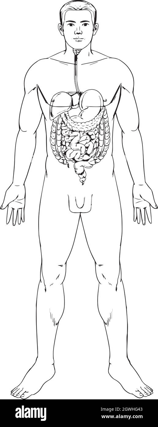 Système digestif humain Illustration de Vecteur