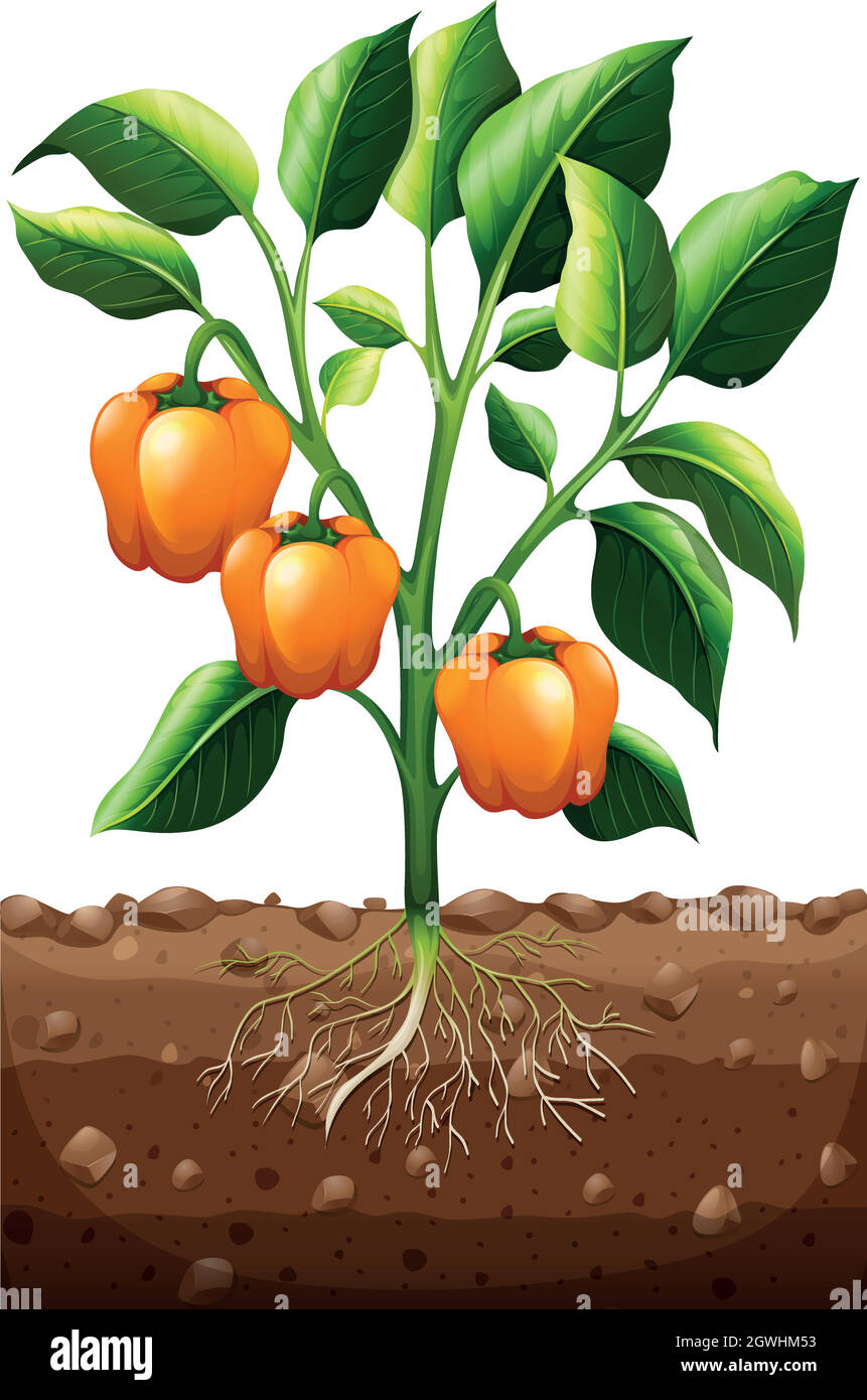 Poivron orange sur la plante Illustration de Vecteur