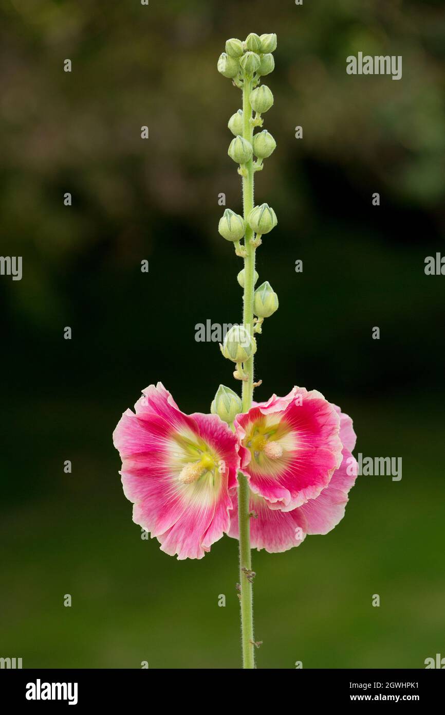Hollyhocks poussant dans un jardin dans le Lancashire en Angleterre GB Banque D'Images