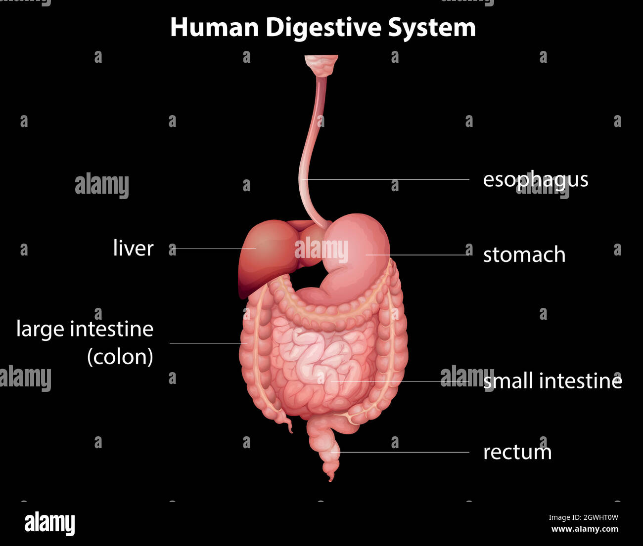 Système digestif humain Illustration de Vecteur
