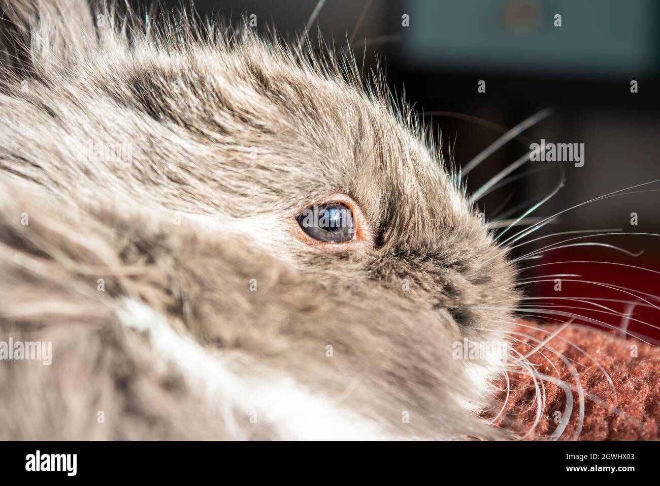 Bébé gris domestique Jersey Wooly lapin manger et dormir, le Cap, Afrique du Sud Banque D'Images