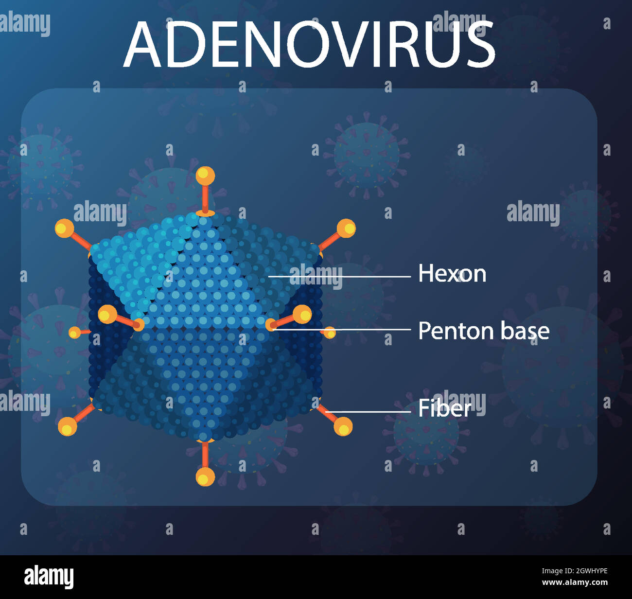 Diagramme de structure de l'adénovirus sur fond d'icône de virus Illustration de Vecteur