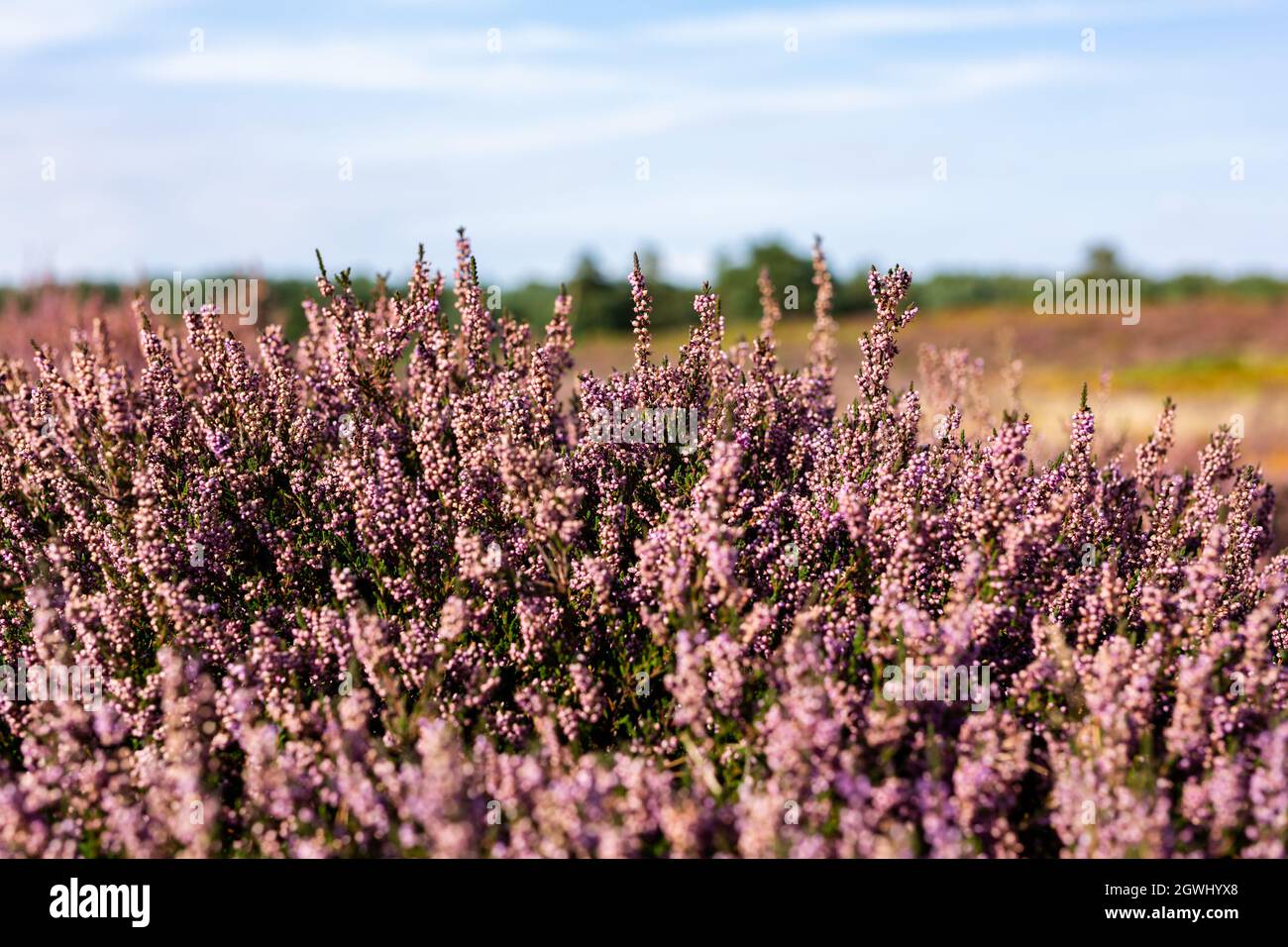 Gros plan de la bruyère pourpre vive en pleine floraison sur la lande de Suffolk qui est une zone d'une beauté naturelle exceptionnelle Banque D'Images