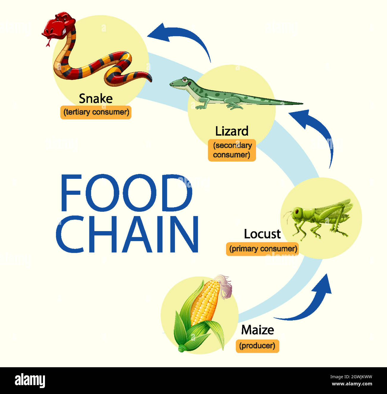 Schéma scientifique de la chaîne alimentaire Illustration de Vecteur