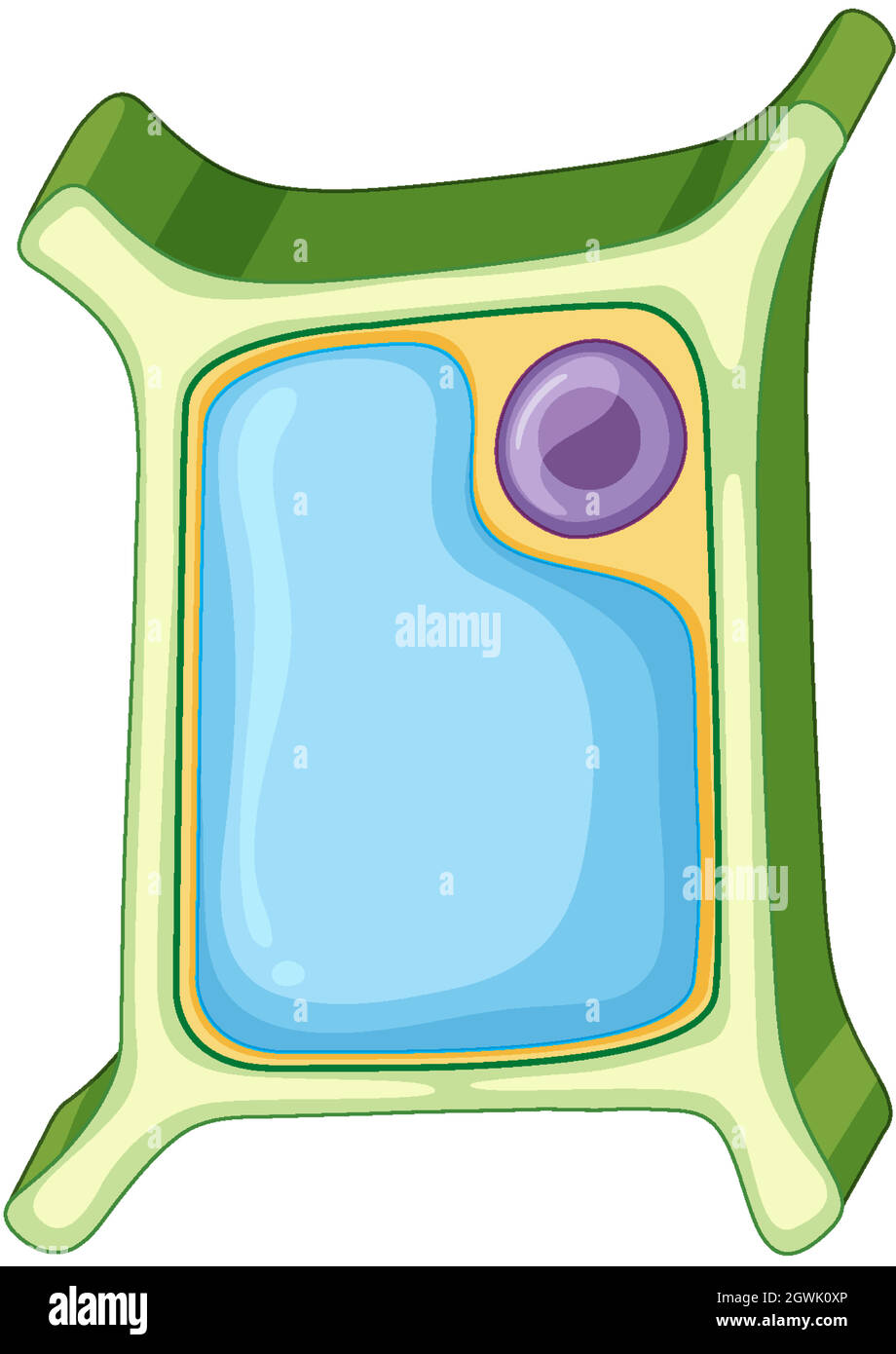 Schéma illustrant la cellule végétale Illustration de Vecteur