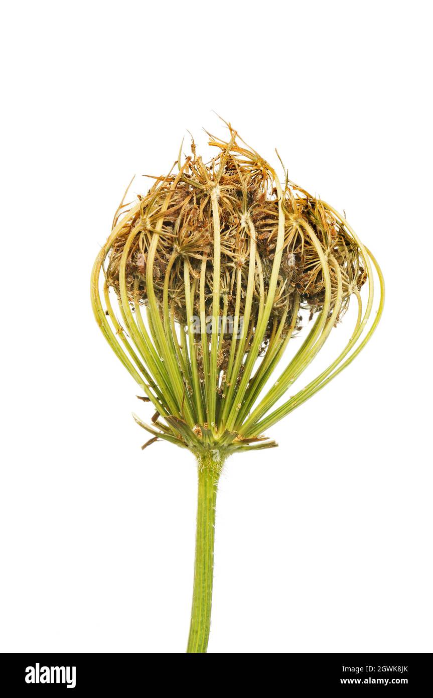 Carotte, Daucus carota, tige et tête de graine séchée isolée contre blanc Banque D'Images