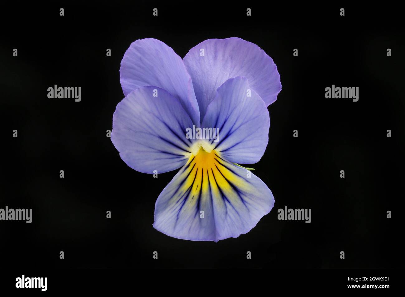 Fleur de pansy bleue et jaune isolée contre le noir Banque D'Images