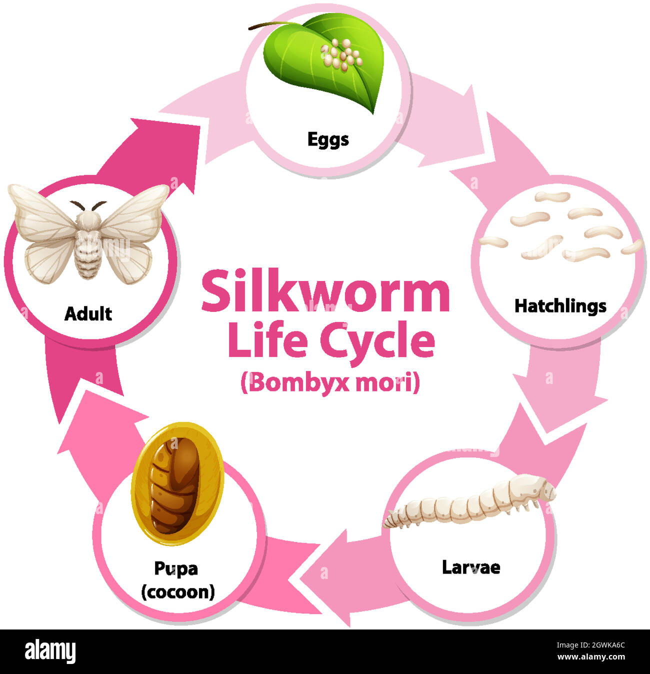 Silkworm life cycle Banque de photographies et d’images à haute — free download