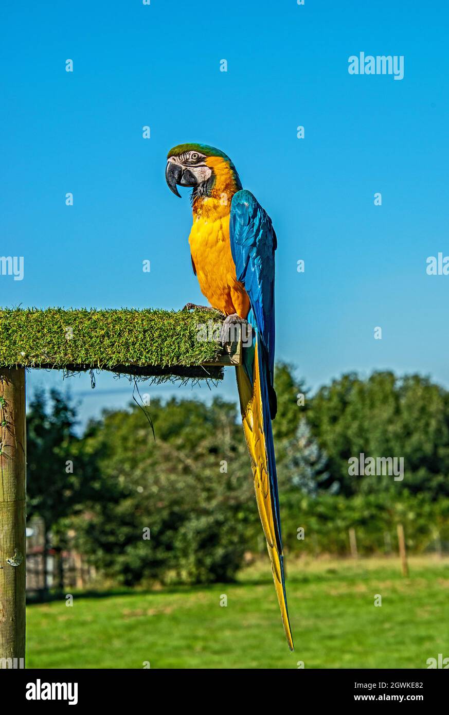 Bleu et or Macaw « Ara ararauna ». Banque D'Images