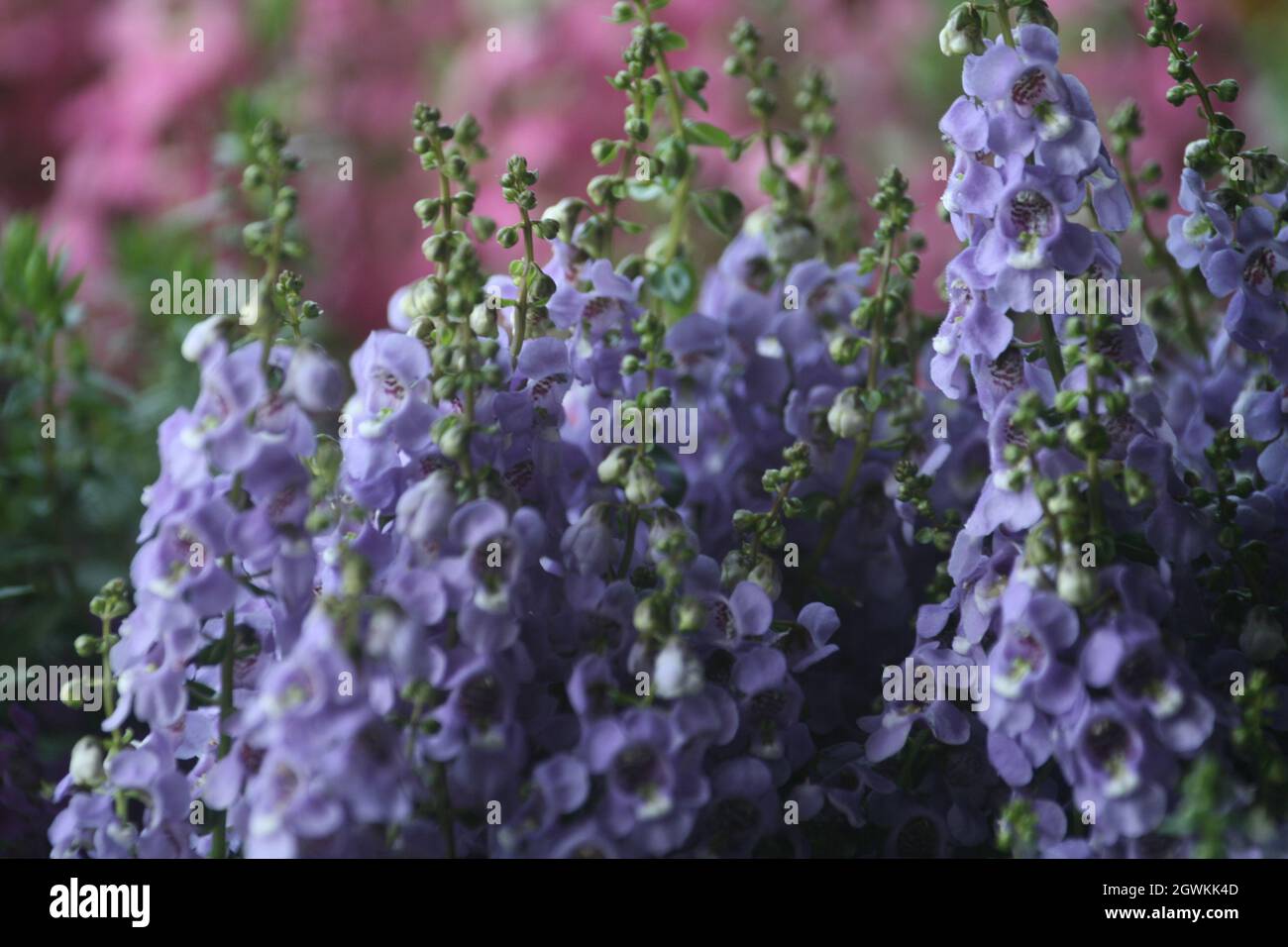 Plante A Fleurs Pourpres 7 Lettres