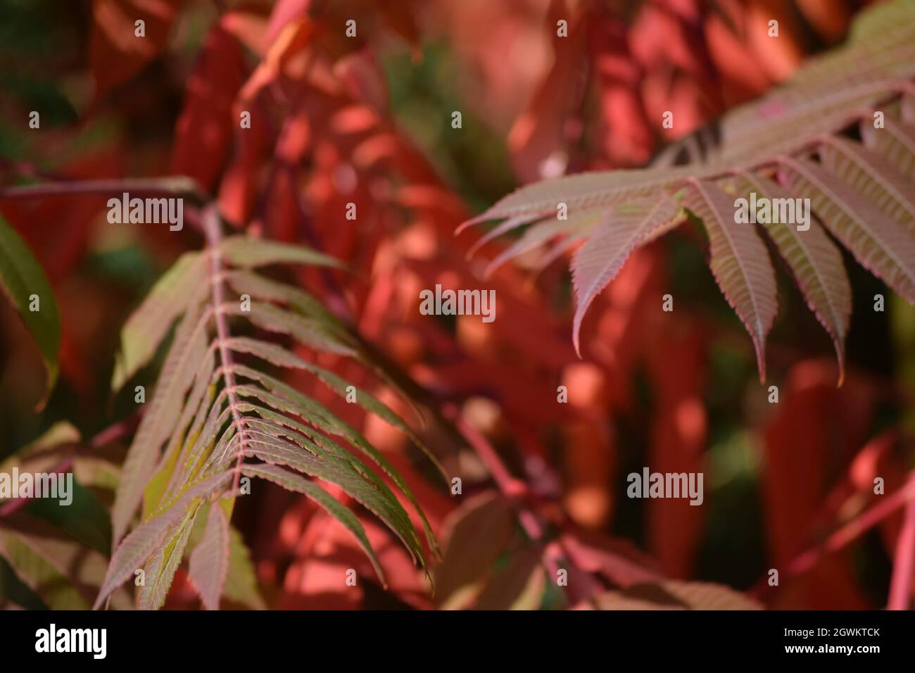 Le rouge vif du sumac de Staghorn en automne Banque D'Images