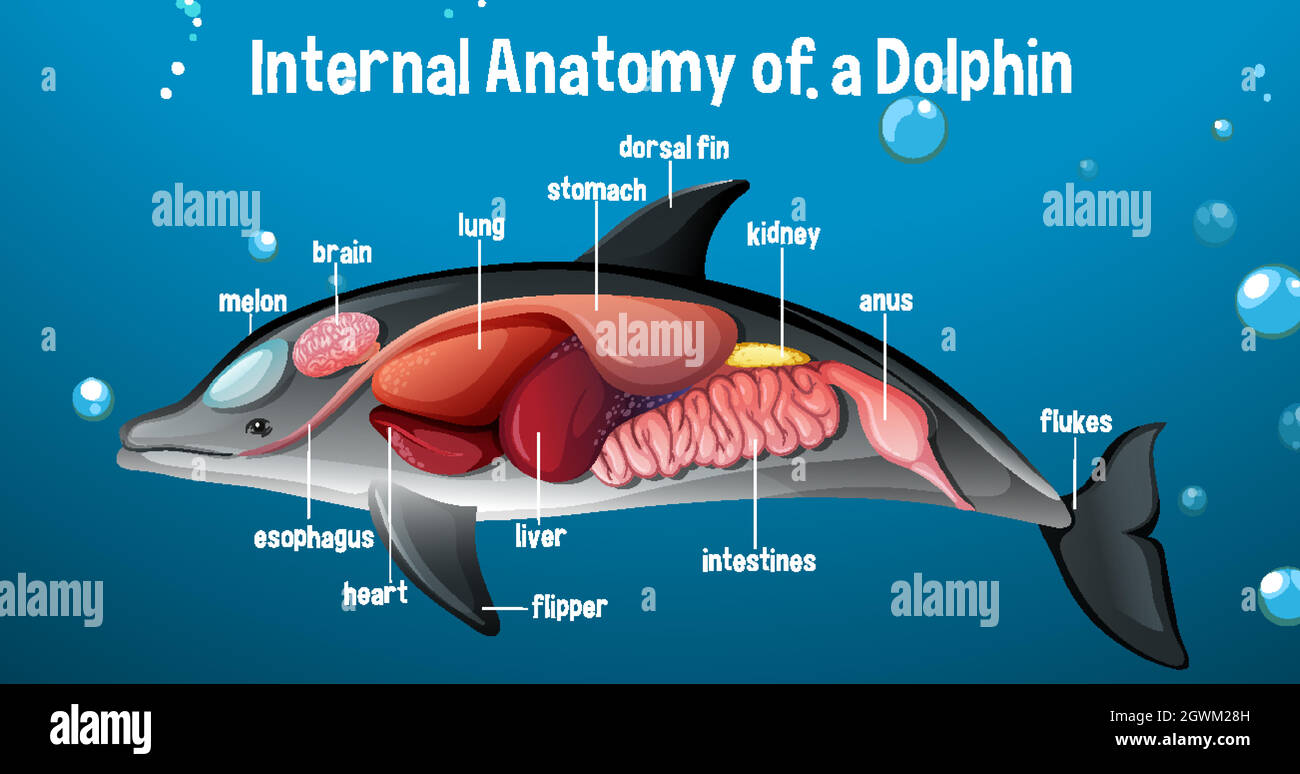 Anatomie interne d'un dauphin avec étiquette Illustration de Vecteur