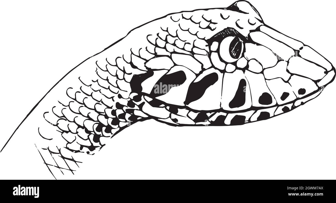 Death Adder Illustration de Vecteur