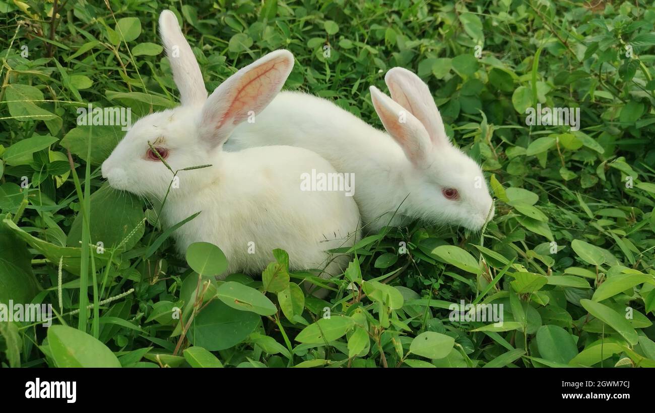 Joli lapin dans le petit pré. Banque D'Images