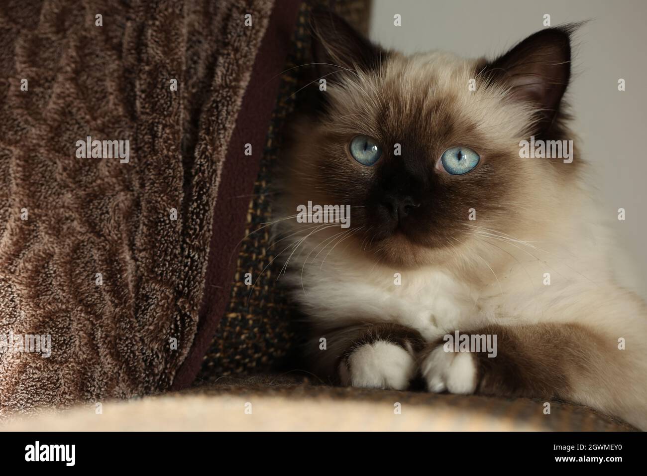 Mignon petit chaton est assis tranquillement sur le canapé Banque D'Images