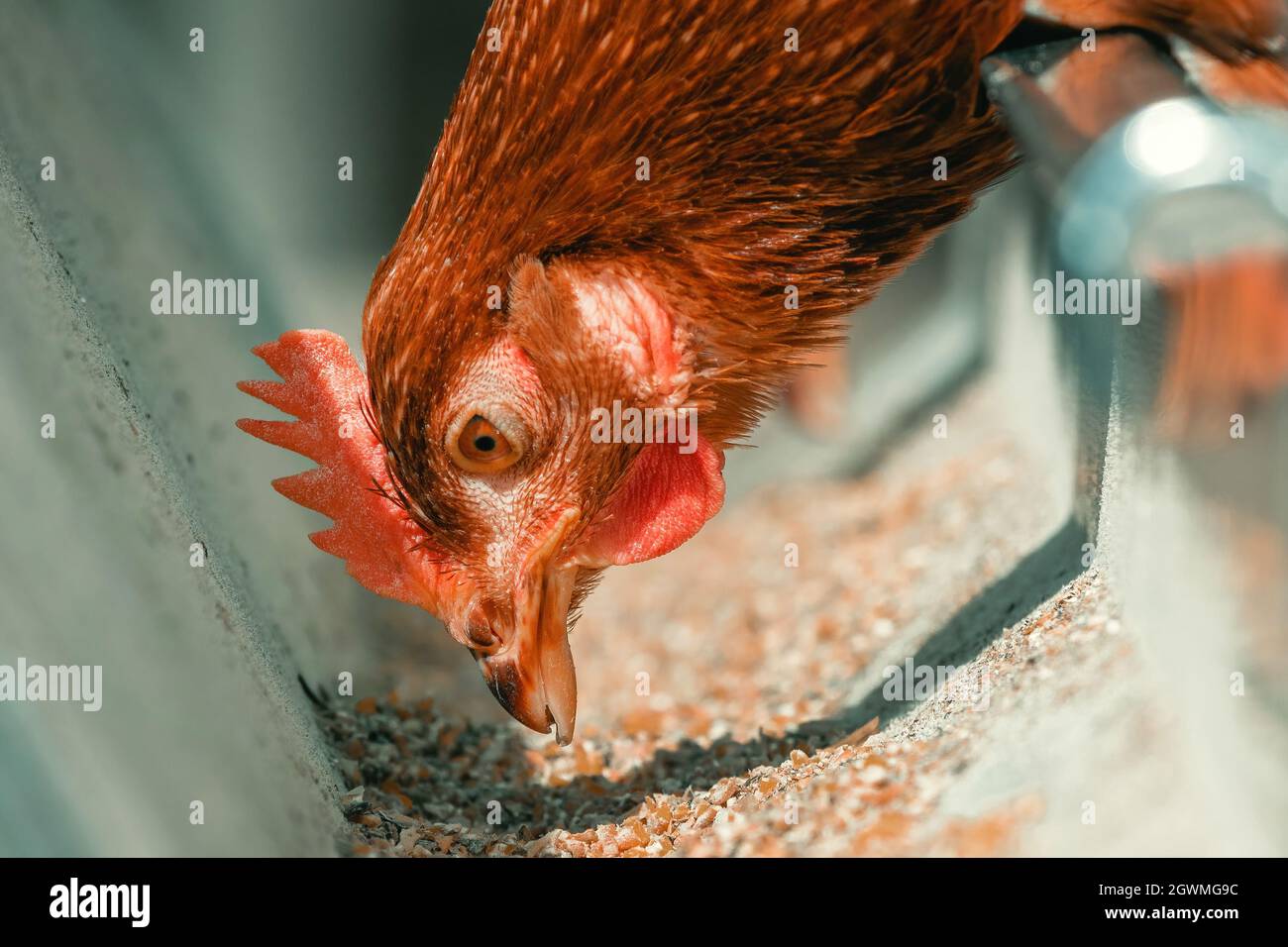 Gros plan de la poule de poulet se nourrissant en cage, foyer sélectif Banque D'Images