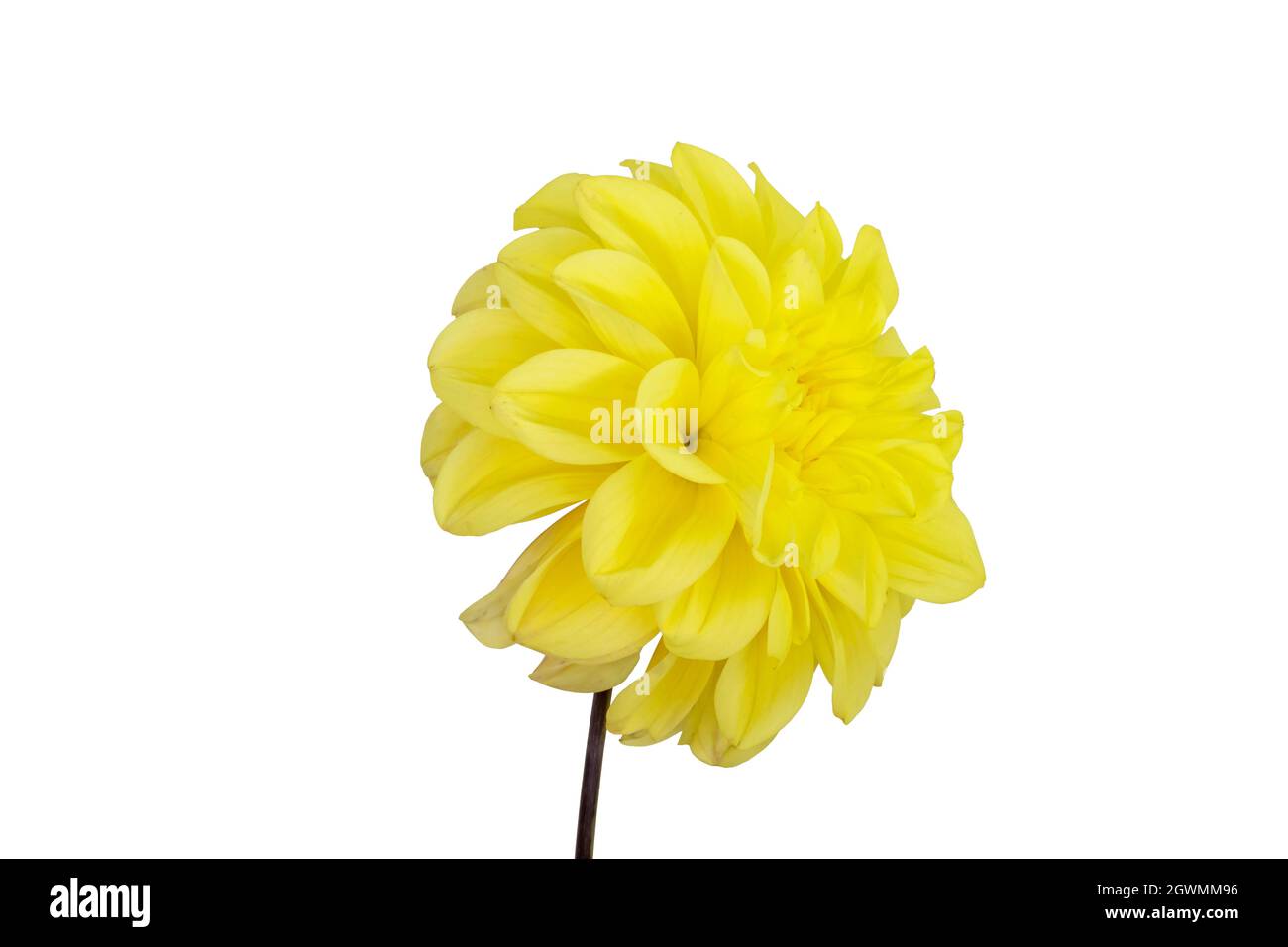 Belle fleur jaune isoler sur fond blanc Banque D'Images