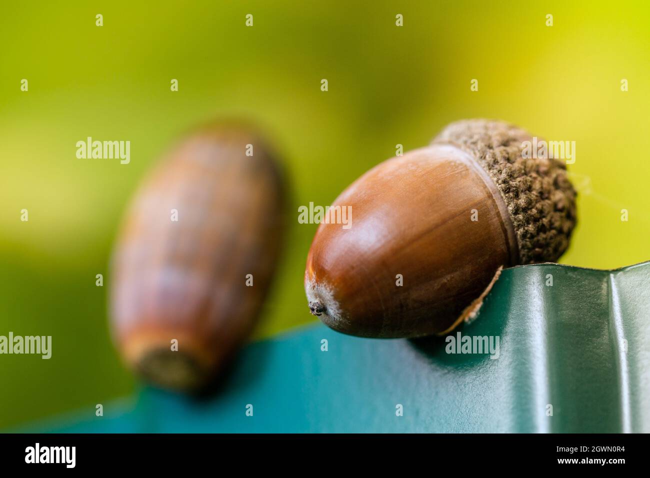 Arrière-plan avec des acorns d'automne dans la forêt d'automne. Printemps dans la forêt. Fond naturel lumineux et ensoleillé. Vue rapprochée Acorn. Banque D'Images