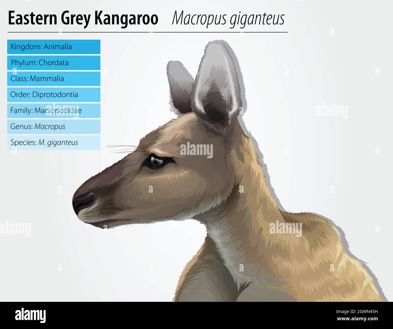 Kangourou gris de l'Est Illustration de Vecteur