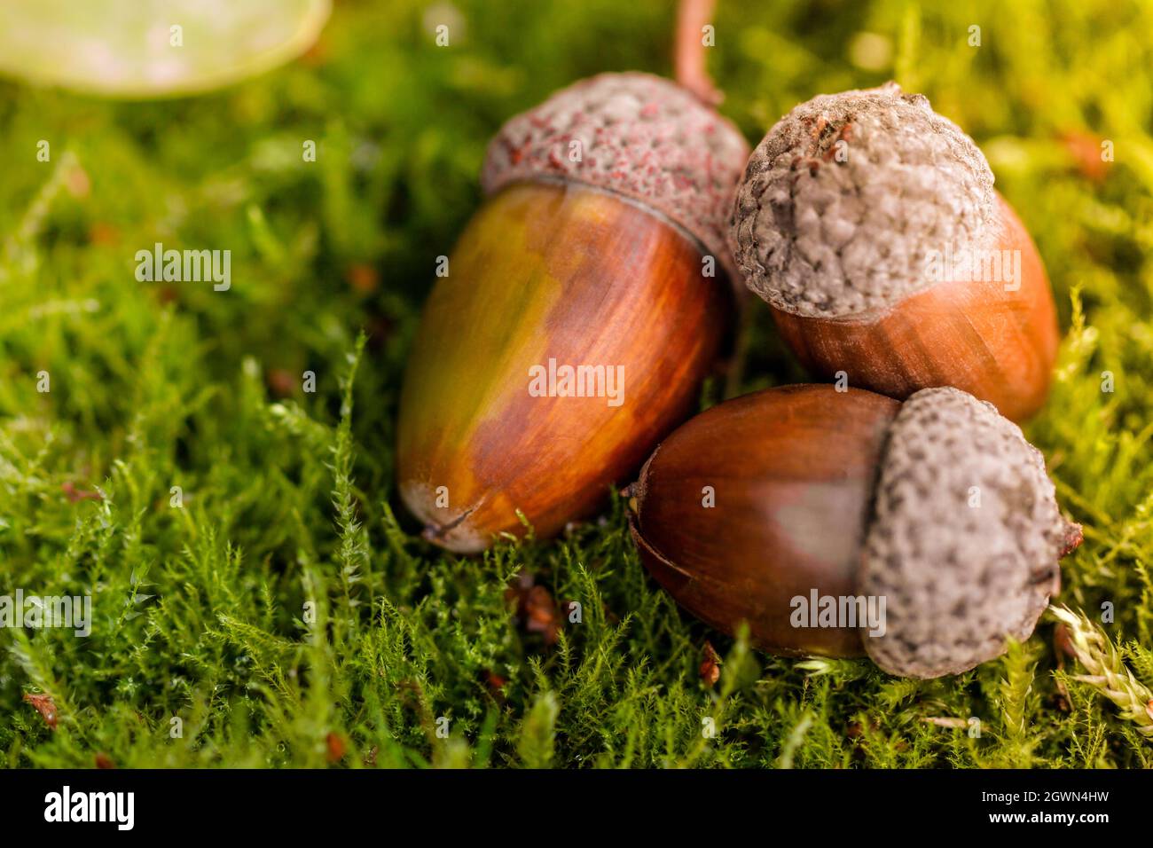 Arrière-plan avec des acornes d'automne se trouve sur la mousse verte de la forêt d'automne. Printemps dans la forêt. Fond naturel lumineux et ensoleillé. Gros plan v. Acorn Banque D'Images