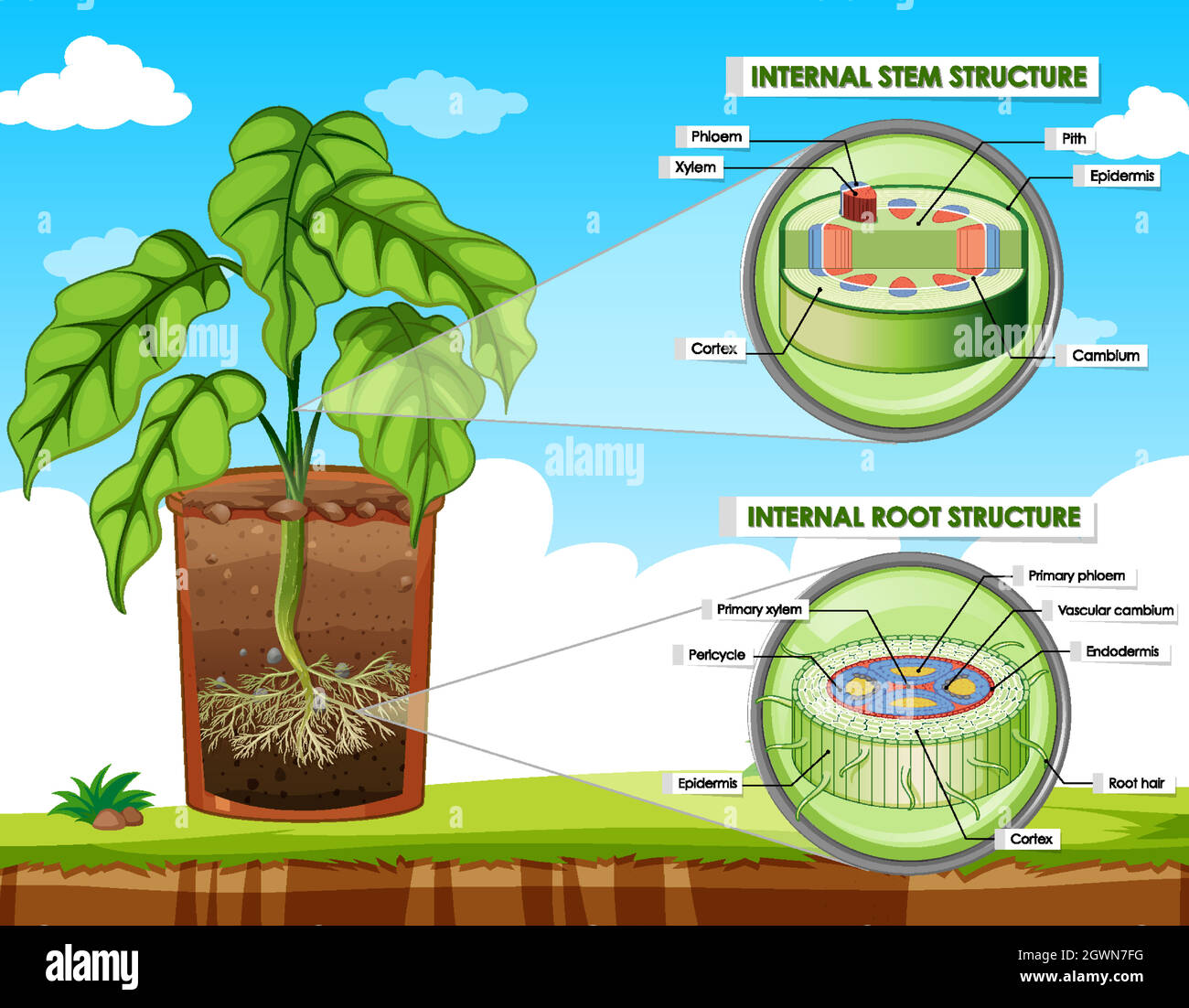 Schéma illustrant la structure de la tige et de la racine Illustration de Vecteur