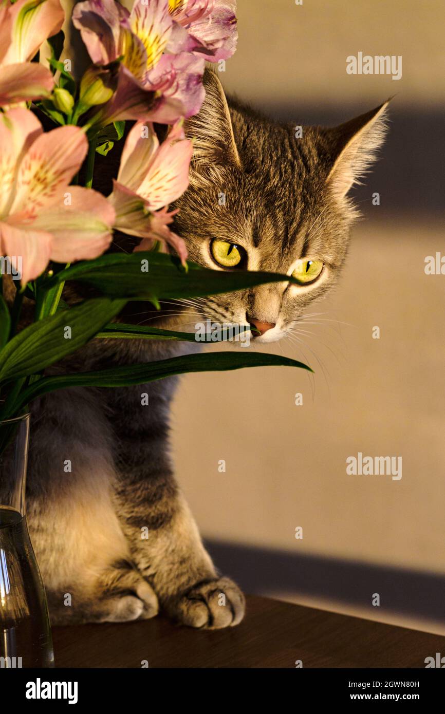 Chat D Anniversaire Banque D Image Et Photos Page 8 Alamy