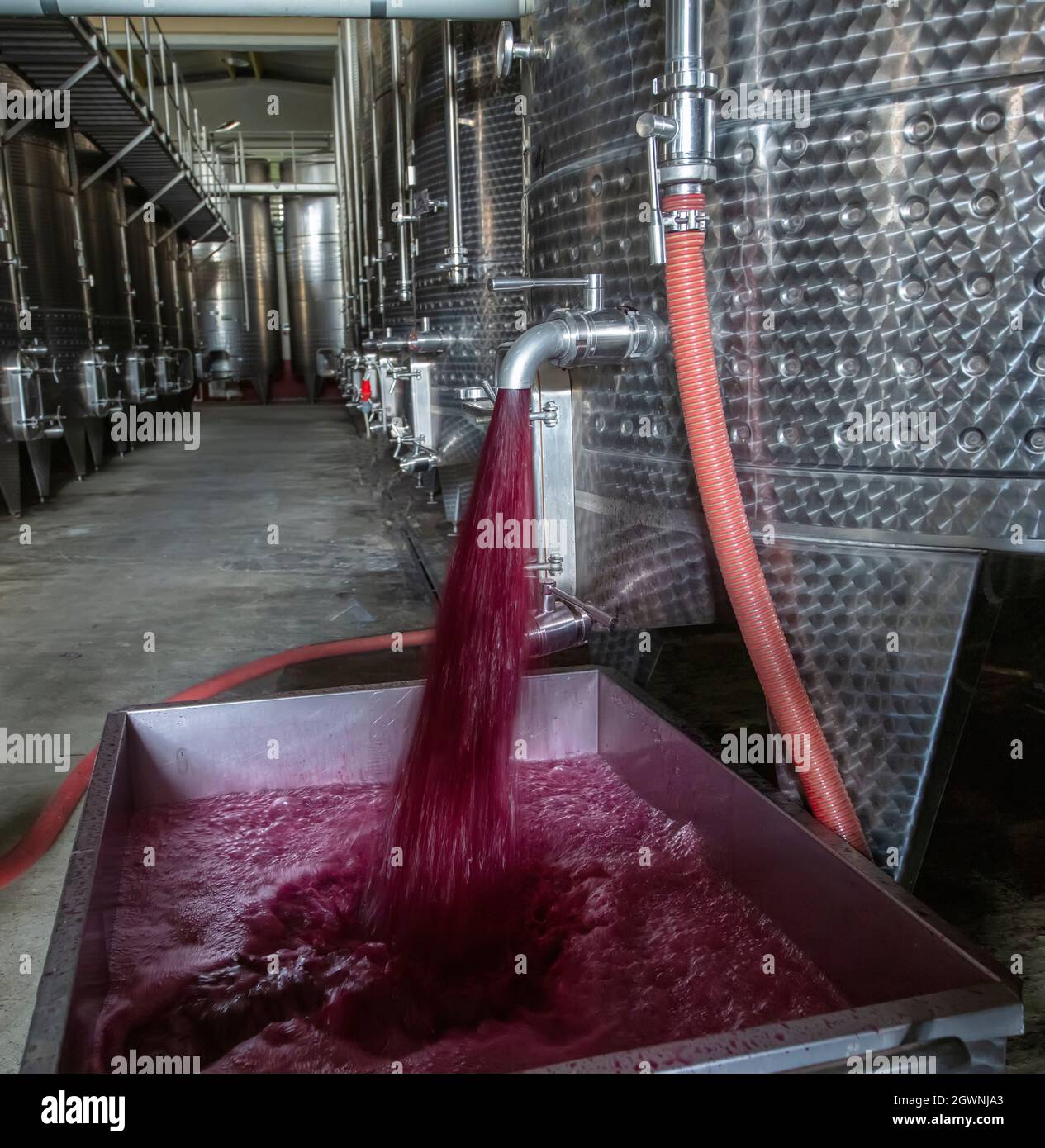 Cave de vinification produisant du vin, Grape ju en réservoir. Cuves de fermentation de vin. Processus de fermentation du vin raisins rouges dans le réservoir de fermentation. Verser du vin dans un réservoir. Banque D'Images
