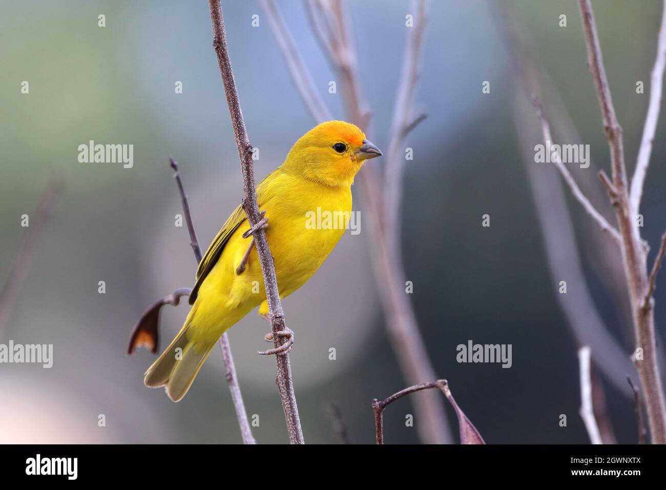 Safran Finch (Sicalis flaveola) isolé, perché sur la branche Banque D'Images
