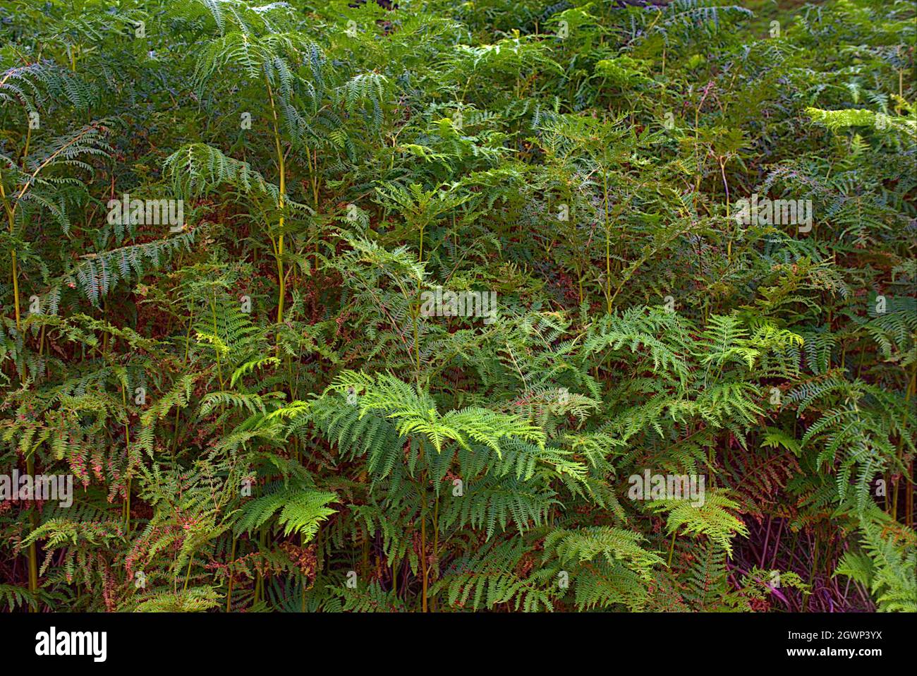 Plantes vertes de fougères tropicales dans les bois Banque D'Images