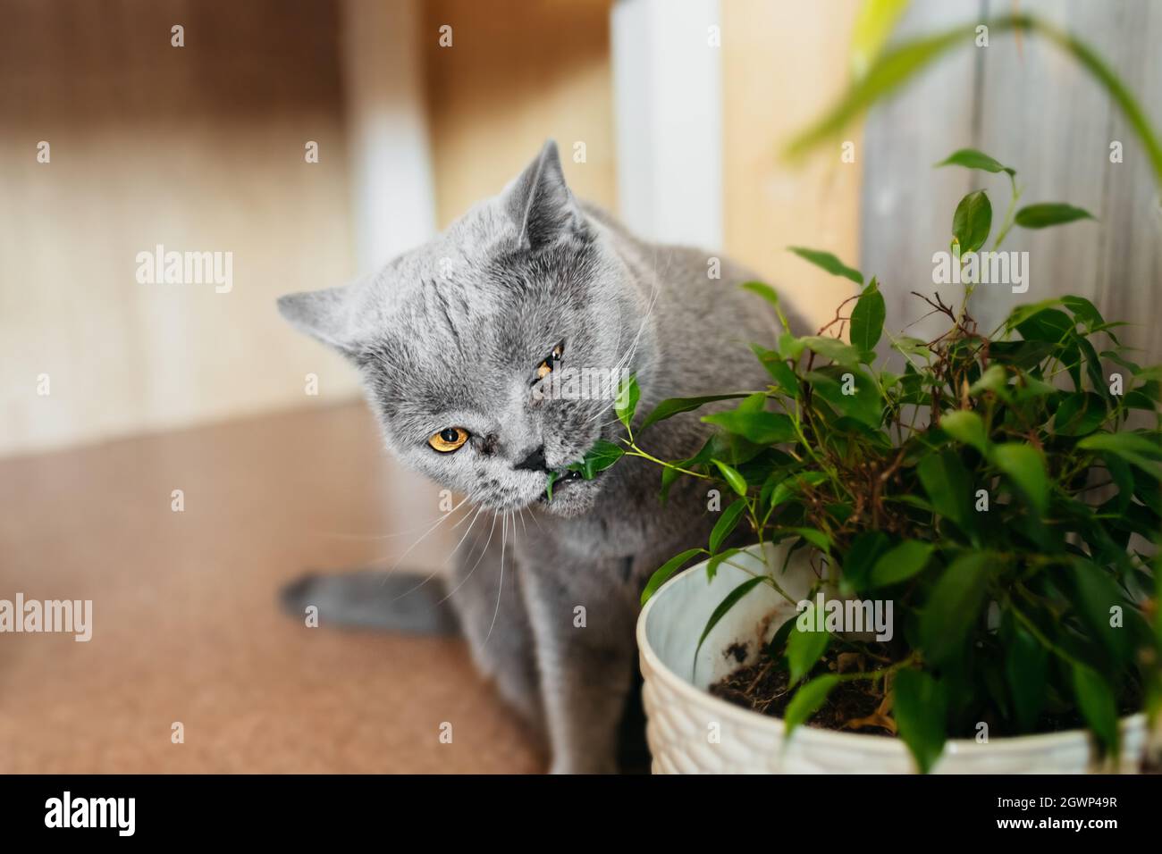 Nibbles De Chat Pylashair Gris A Poil Roux Sur L Usine Green Ficus Benjamin A Pot Dans La Salle D Accueil Photo Stock Alamy