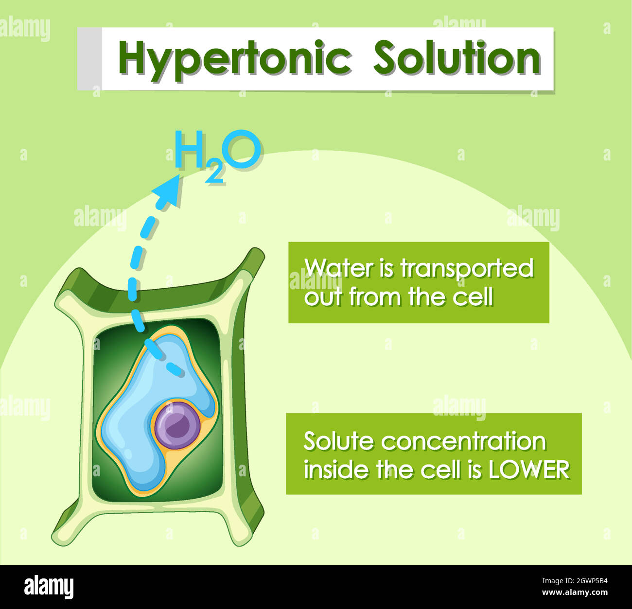 Schéma montrant la solution hypertonique Illustration de Vecteur