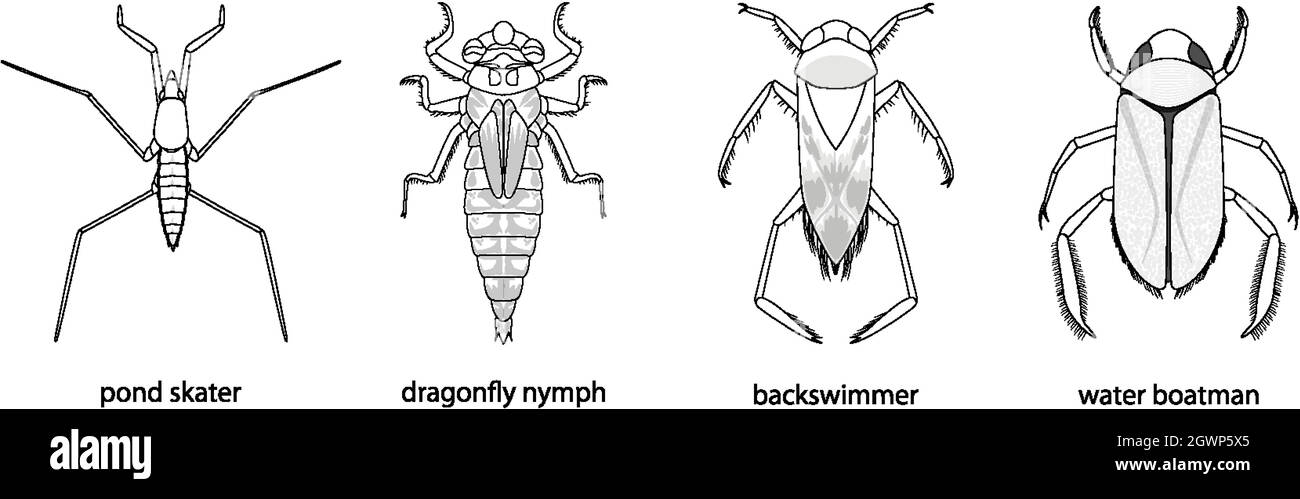 Ensemble de différents types de bogues et de coléoptères avec leur nom Illustration de Vecteur