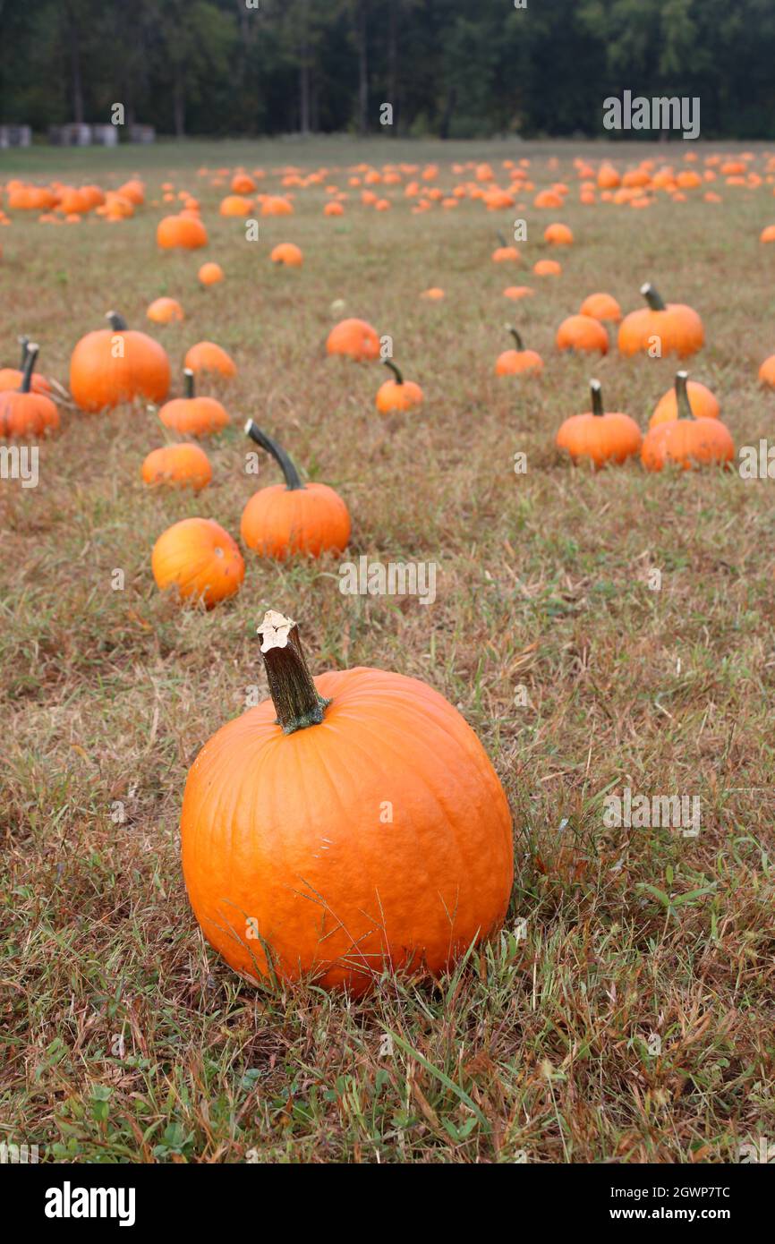 Une simple pièce de citrouille en automne Banque D'Images