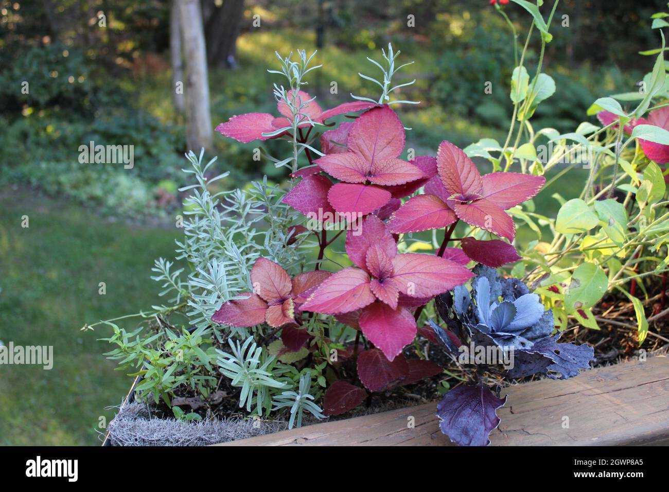 Plantes de différentes couleurs dans un semoir à main courante de plate-forme Banque D'Images