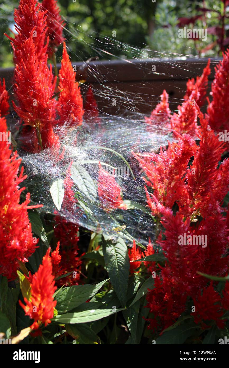 Une toile d'araignée blanche et wispy sur une plante Red Celosia Banque D'Images