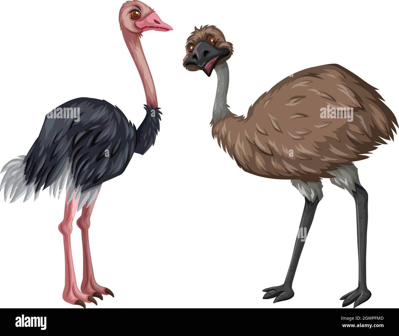 EMU et autruche sur fond blanc Illustration de Vecteur