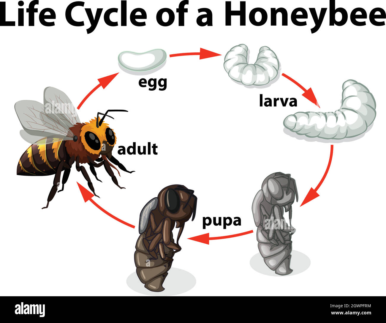 Cycle de vie d'Une abeille Illustration de Vecteur