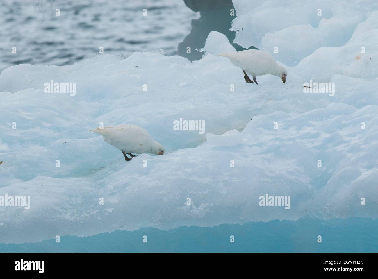 Sheathbill enneigé, Chionis albus, sur glace, Antartica. Banque D'Images