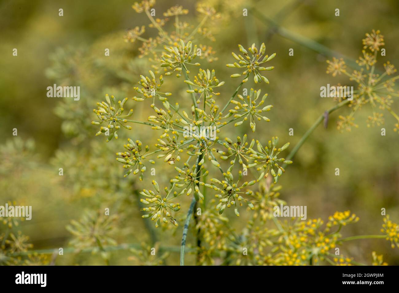 Gros plan de la plante jaune pimpinella anisum dans le jardin Banque D'Images