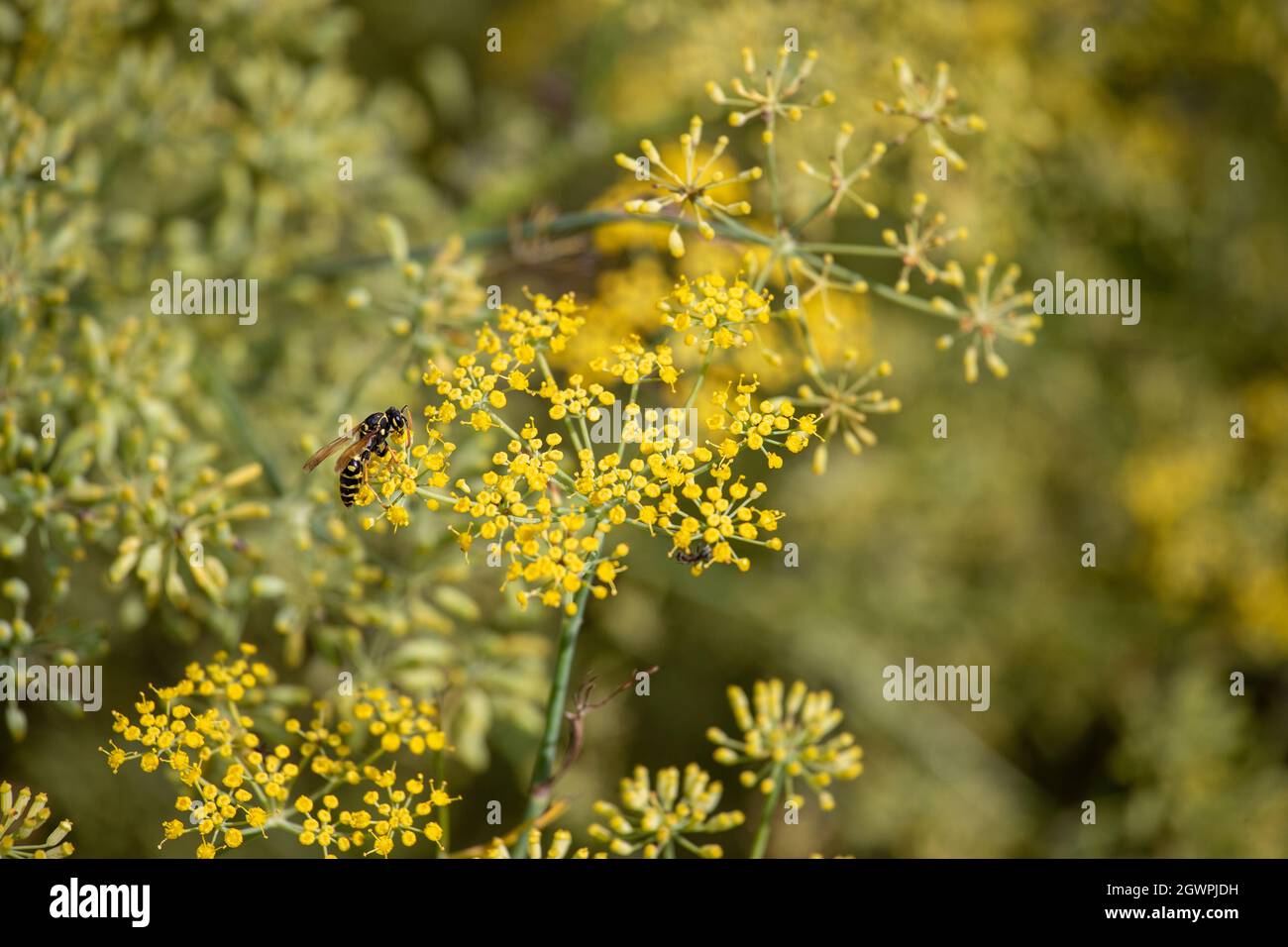 Gros plan de la guêpe sur les fleurs de pampinella anisum dans le champ Banque D'Images