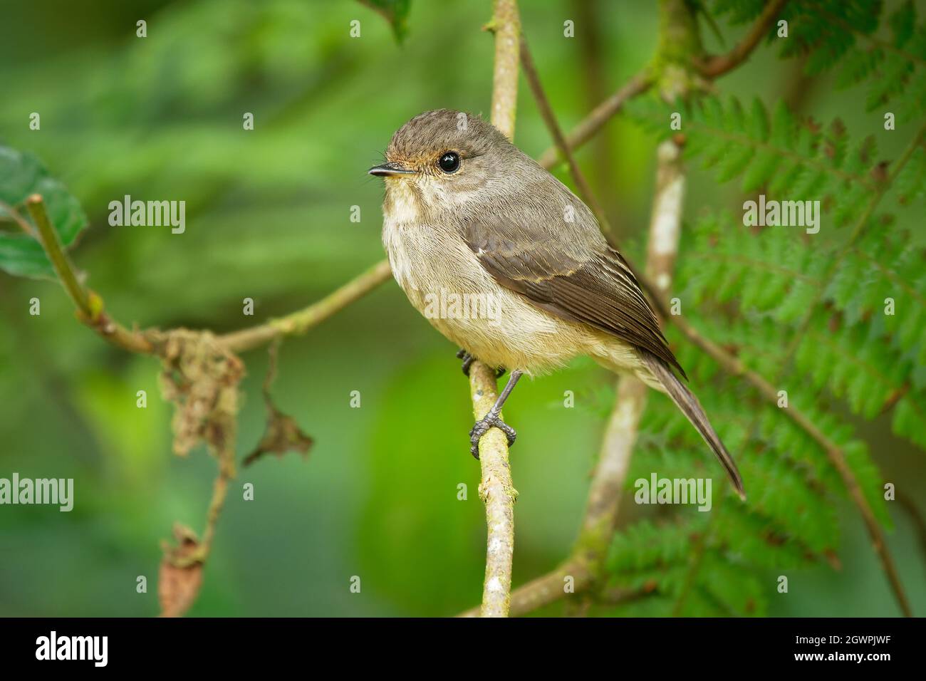 Moucherolle noir africain - Moussicapa adusta flycatcher brun-foncé ou alseonax, petit oiseau de passereau, Muscicapidae, éleveur résident en Afrique, Banque D'Images