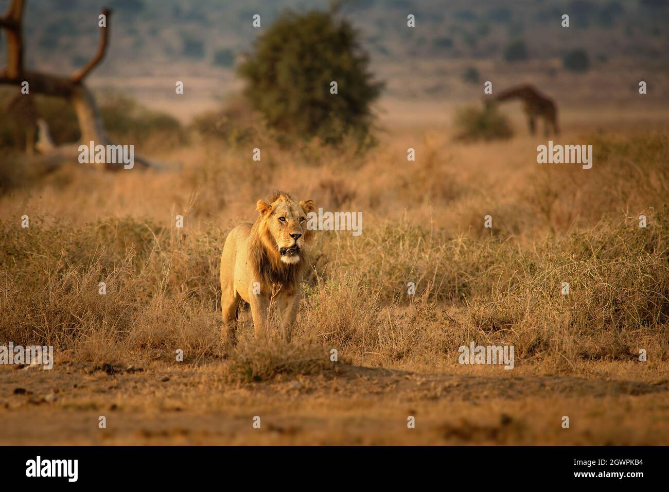 Lion Panthera Lion Roi Des Animaux Lion Le Plus Grand Chat Africain Dans Le Parc National D Amboseli En Afrique Du Kenya Promenez Vous Dans La Savane Autour De La Girafe Photo