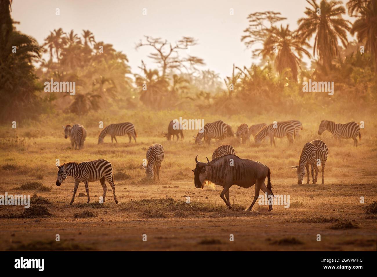 Wildebeest à tête blanche orientale - Connochaetes taurinus albojubatus se sont aussi vantés gnu, antilope en Afrique orientale et australe, avec le troupeau de zébré Banque D'Images